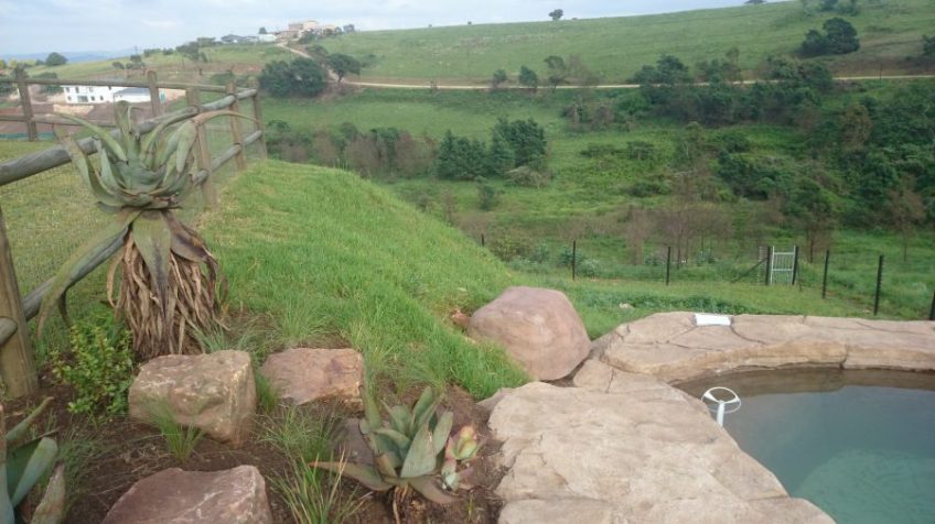 Timber Pool Deck Durban July 2016 6